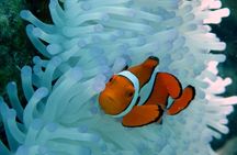 Seastar Luxury Outer Great Barrier Reef Island and Reef Tour