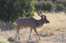 Moremi Game Reserve Day Trip