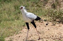 Zebra Trail Makgadikgadi Day Trip