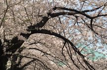 Daytime Walking Tour in Yanaka