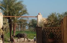 Full-Day Fayoum Oasis and Waterfalls of Wadi El-Rayan Tour from Cairo