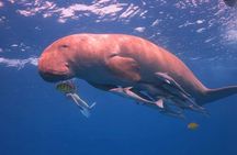 Hurghada Diving 