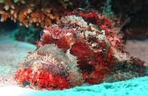 Hurghada Diving 