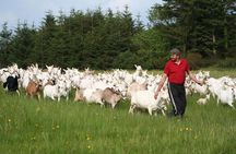 Award-Winning Goat Cheese Tasting and Farm Tour in Ennistymon