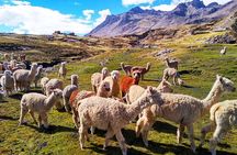From Cusco: Rainbow Mountain Trek 1 Day - Huaynas Expeditions