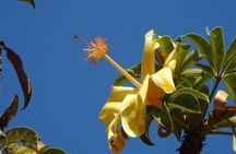 Walk the Darwin Botanic Gardens