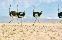 Wildlife and Landscape Tour- full-day (7hours) from Walvis Bay