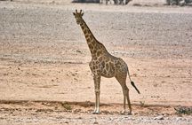 Wildlife and Landscape Tour- full-day (7hours) from Walvis Bay
