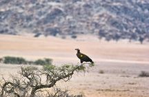 Wildlife and Landscape Tour- full-day (7hours) from Walvis Bay