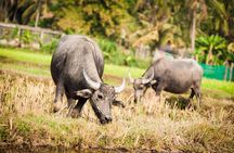 Siem Reap Countryside Guided Tour by Bike and E-Bike with Snacks