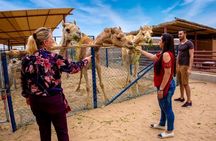Dubai Local Camel Farm Visit with Camel feeding & Camel milk 