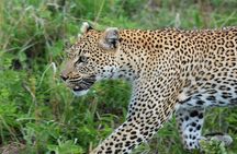 3 Days Tanzania lodge Safari