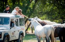 3.5 Hour Camargue 4x4 Safari from Le Grau-du Roi