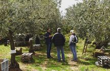 Olive Oil Experience
