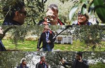 Olive Oil Experience