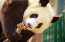 Beijing Private Tour to Temple of Heaven, Panda House and Summer Palace