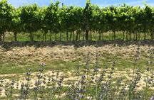 A Sample Of Wine, A Sample Of Istria - A Short But Fulfilled Program