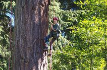 Tree Canopy Climbing on Lopez Island