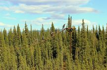 Denali Park Zipline Adventure