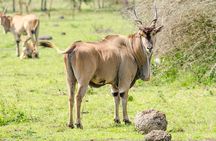 2 Days Popular Safari to Lake Mburo National Park