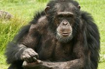 2 Days Chimpazee Safari In kibale Forest Park Uganda.