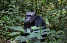 2 Days Chimpazee Safari In kibale Forest Park Uganda.