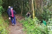 Three-day Nyungwe Canopy and Kivu Lake Adventure