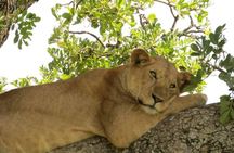 3 Days Group Safari To Queen Elizabeth Park In Uganda.