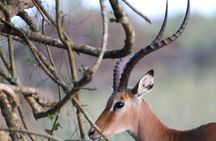 3 Days Group Safari To Queen Elizabeth Park In Uganda.