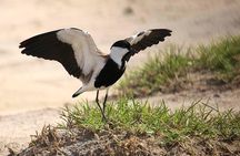 3 Days Group Safari To Queen Elizabeth Park In Uganda.