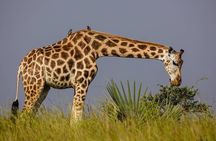 3-Days Safari to Murchison Falls National Park with Rhino Sanctuary hike