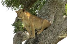 3-Days Safari to Murchison Falls National Park with Rhino Sanctuary hike
