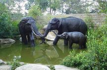 Morning at the Zoo with 1-way Transfer (Free & Easy)