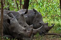 Zziwa Rhino Sanctuary Walking Safari 