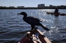 Mangrove Tunnels Pedal Kayak Eco-Tour in Anna Maria