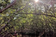 Mangrove Tunnels Pedal Kayak Eco-Tour in Anna Maria