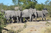 Moremi Hippo Mobile tented safari