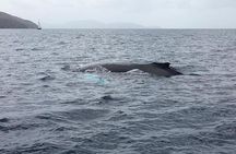 Discovery of dolphins on the Caribbean coast