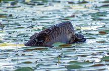3 Day Algonquin Park Canoe Trip - Moose & Beaver Safari