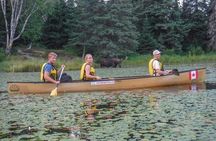 3 Day Algonquin Park Canoe Trip - Moose & Beaver Safari