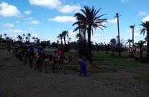 camel ride on the palm grove marrakech