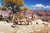 Grand Canyon National Park South Rim Small Group Bus Tour