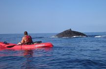 Waterfall Hike and Kayak Snorkel & Paddle from Makena