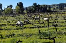 Sonoma Wine Tour with 2 Tastings Included Small-Group Half Day 