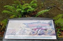 Combo Tour: Muir Woods, Sausalito and Sonoma Wine Country Tour