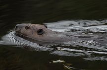 3 Hour VIP Electric Canoe Photography Tour (private, price is for 2 people)