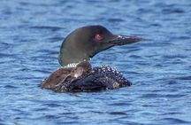 3 Hour VIP Electric Canoe Photography Tour (private, price is for 2 people)