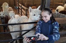 Private Full-Day Inca Adventure: Alpacas, Petroglyphs and Wine