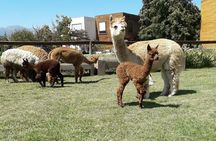 Private Full-Day Inca Adventure: Alpacas, Petroglyphs and Wine