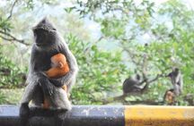  Batu Caves With Elephant Sanctuary & Fireflies Fullday Tour